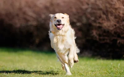 Seguro para mascotas: No te olvides que ellos se lastiman también 