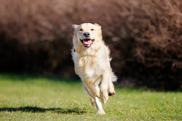 Perro raza Golden Retriever corriendo en el pasto