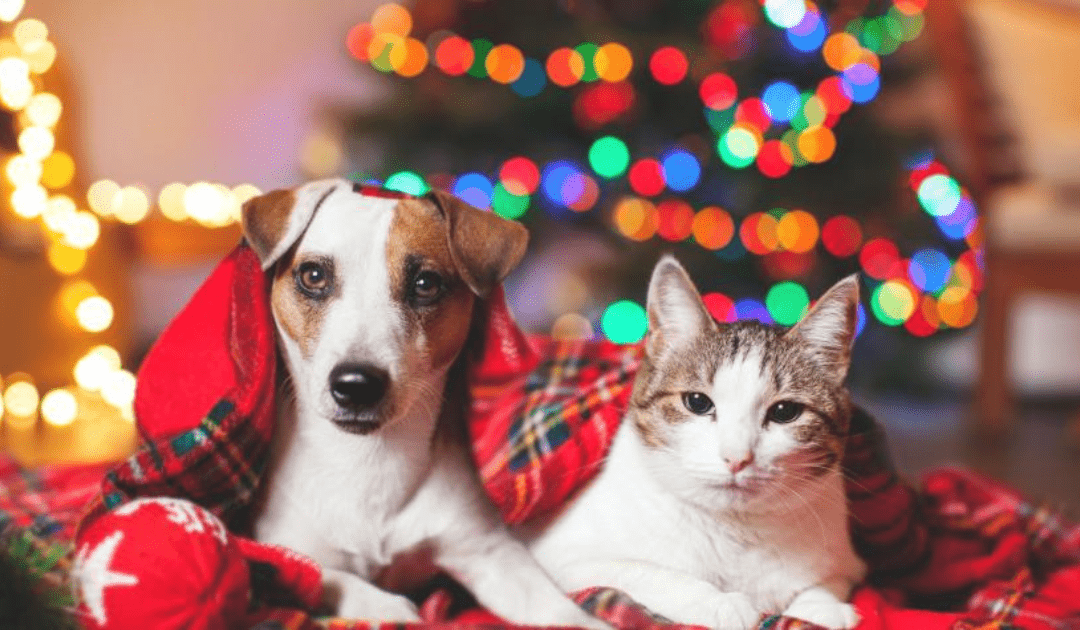 Cuidado de mascotas en fiestas decembrinas